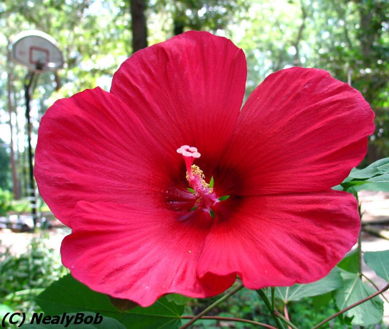 Hibiscus  Day 11 Alternate