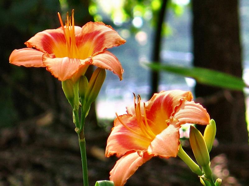 Day Lilly
