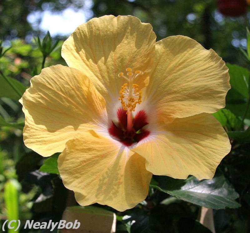 Yellow Hibiscus