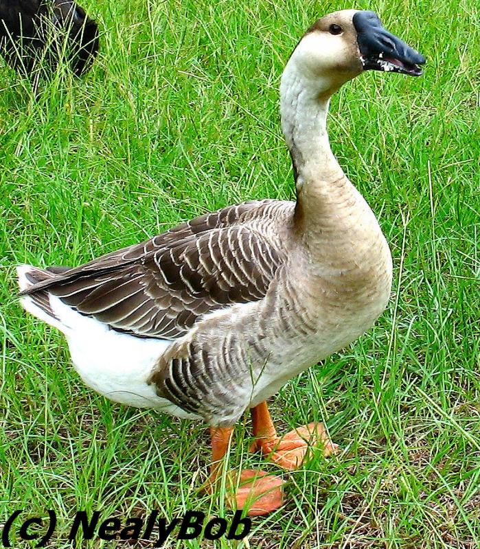Goose