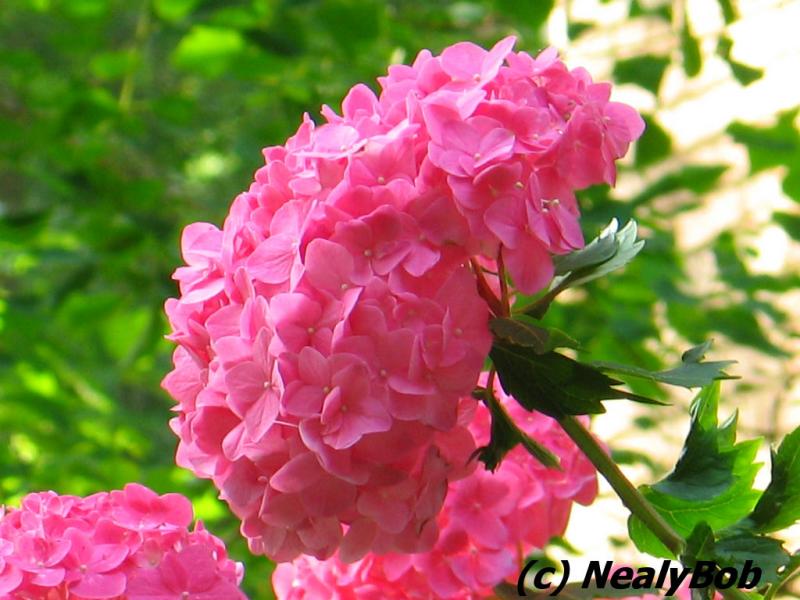 Hydrangea