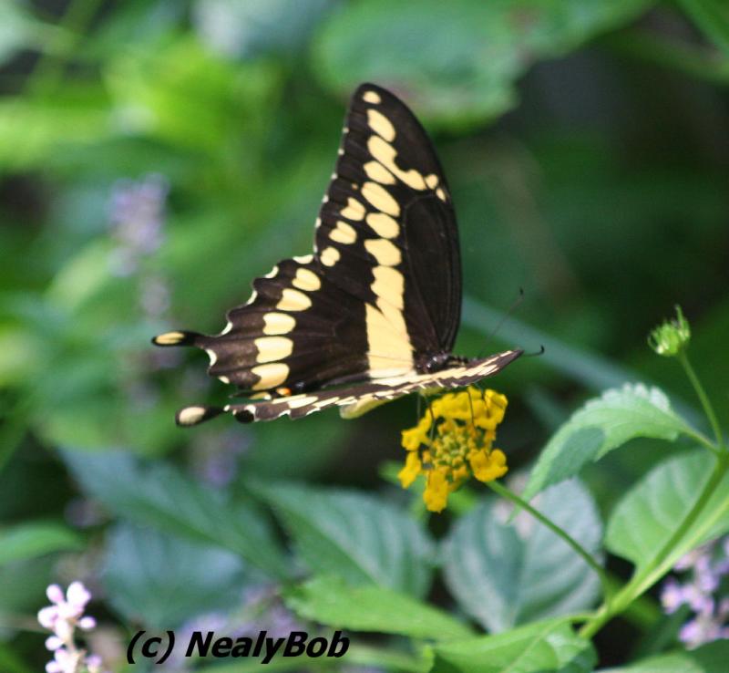 Butterfly Aug 6
