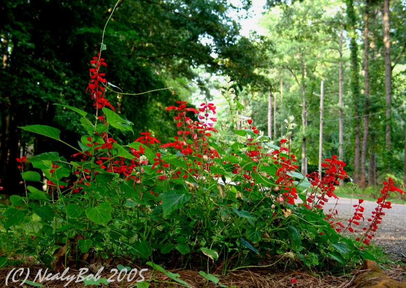Red & White Salvia  August 12