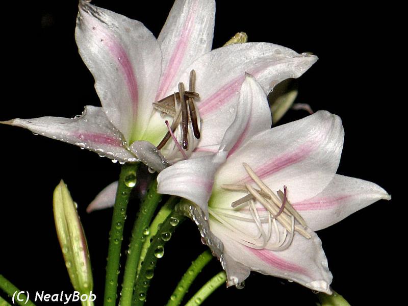 Milk & Wine Lilly August 13