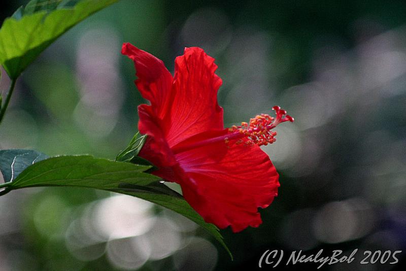 Hibiscus