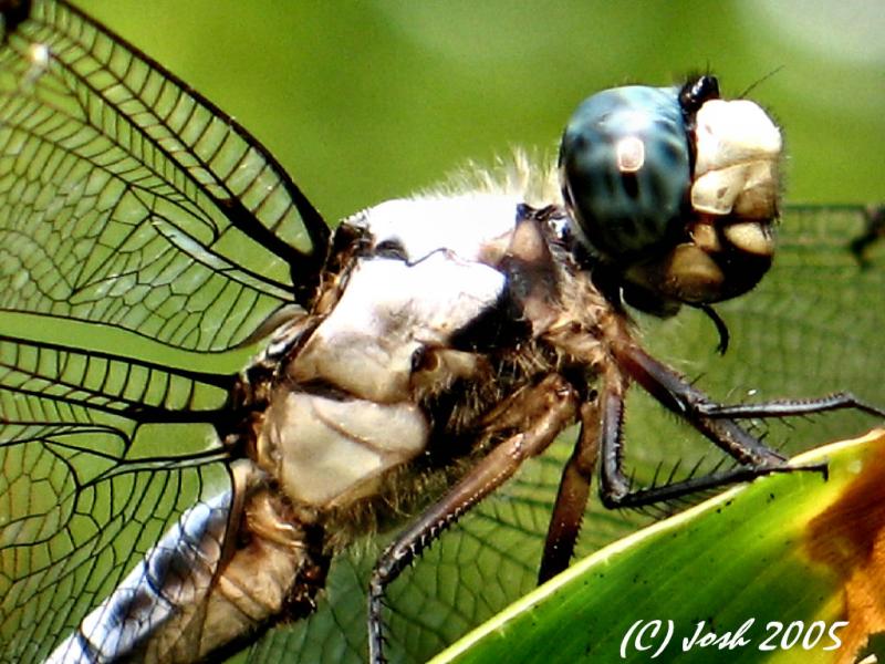 Dragon Fly Close-up