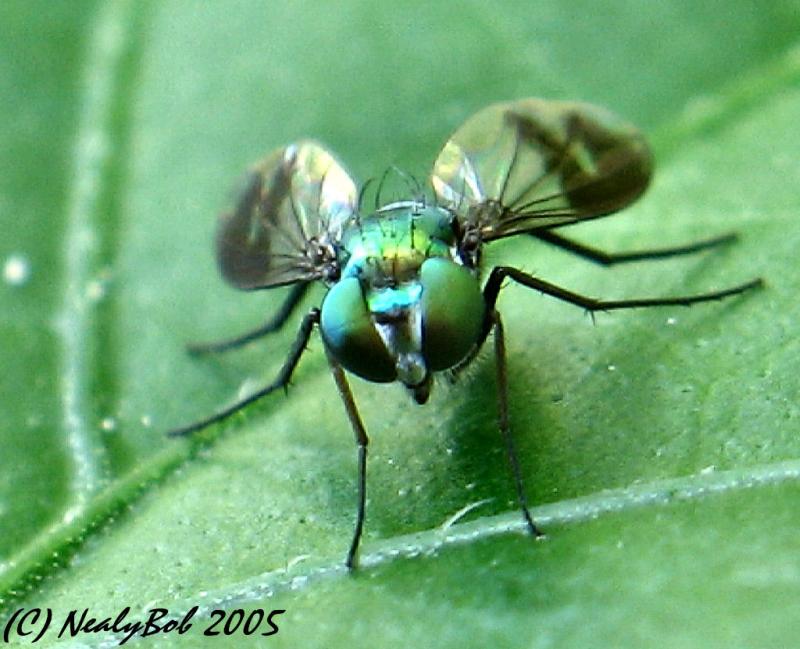 Macro Fly *
