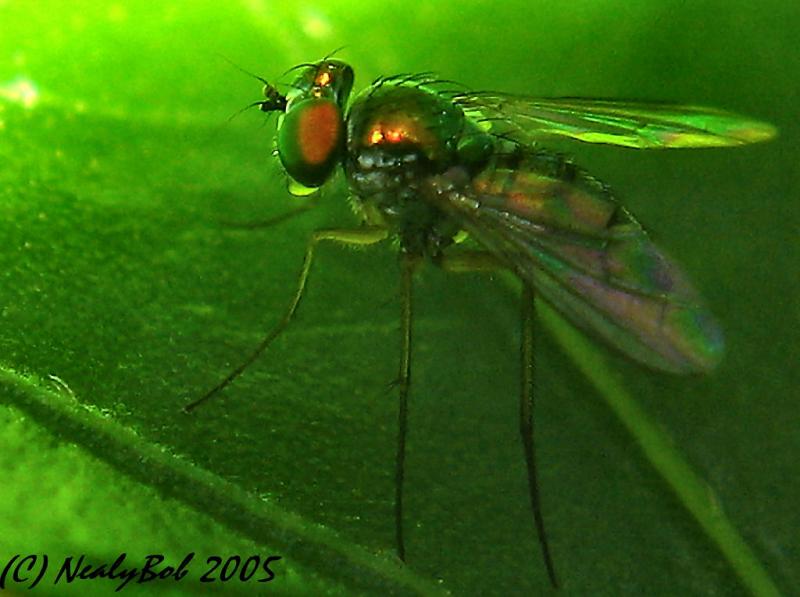 Macro Fly August 20 *