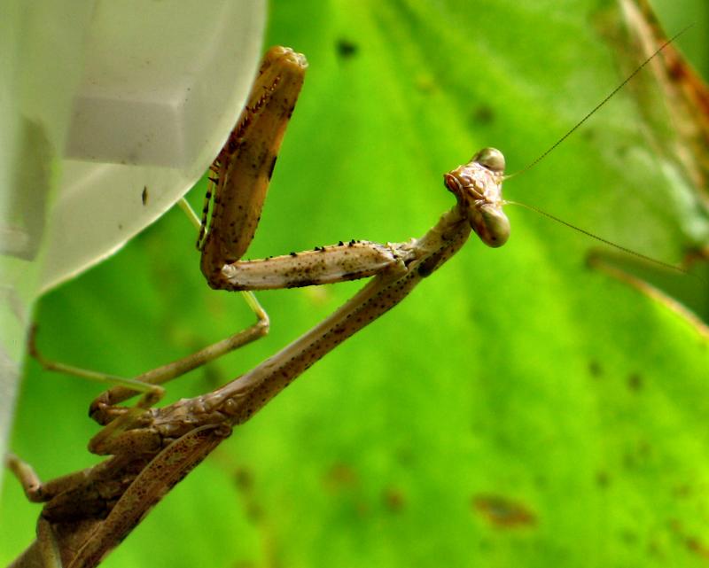 Praying Mantis Alternate August 22 *