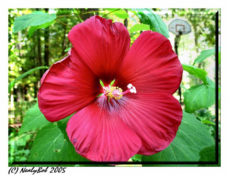 It Bloomed Again  -  August 25
