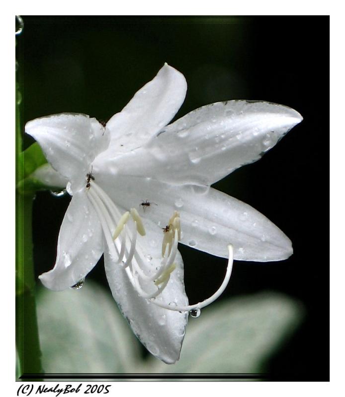 Hosta Bloom - August 29