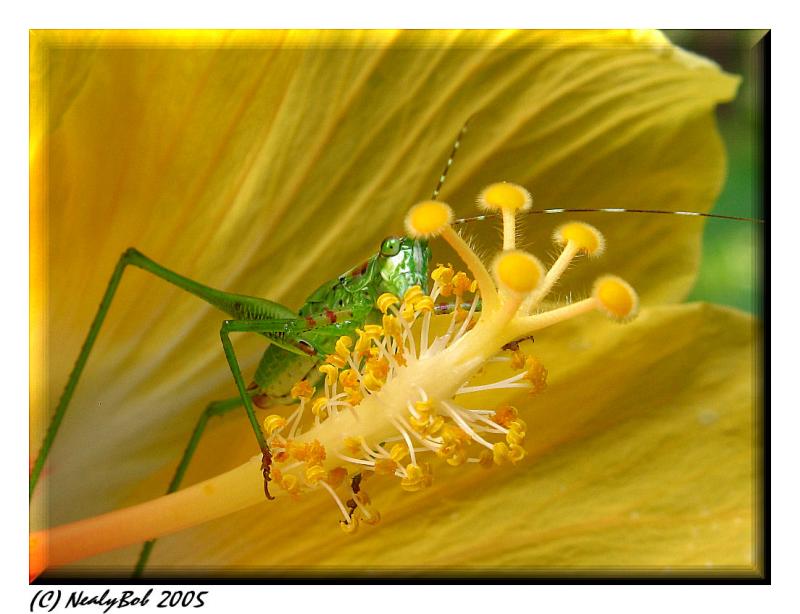 Grasshopper *