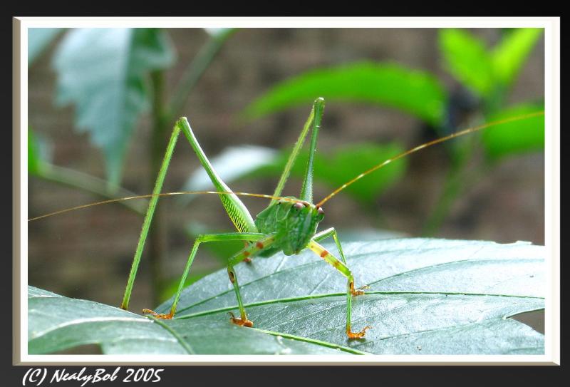 GrassHopper - August 26