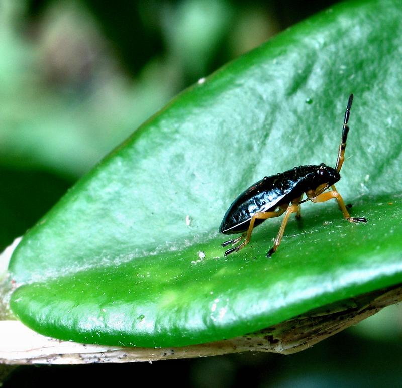 Bug Close-up September 2