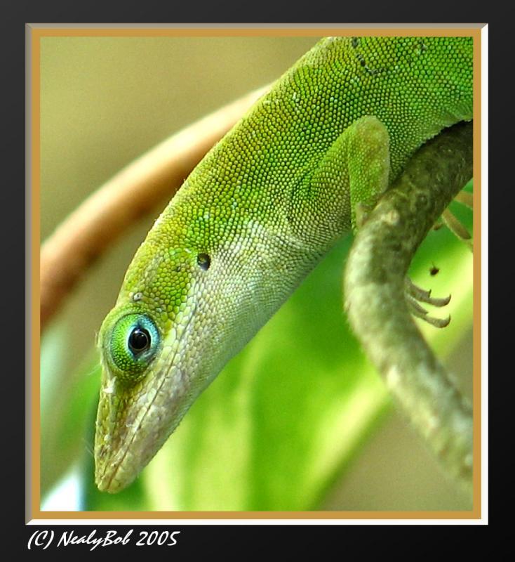Lizard Close-up