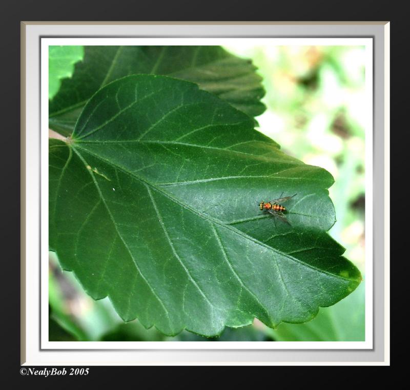 Long Legged Fly September 10 alternate
