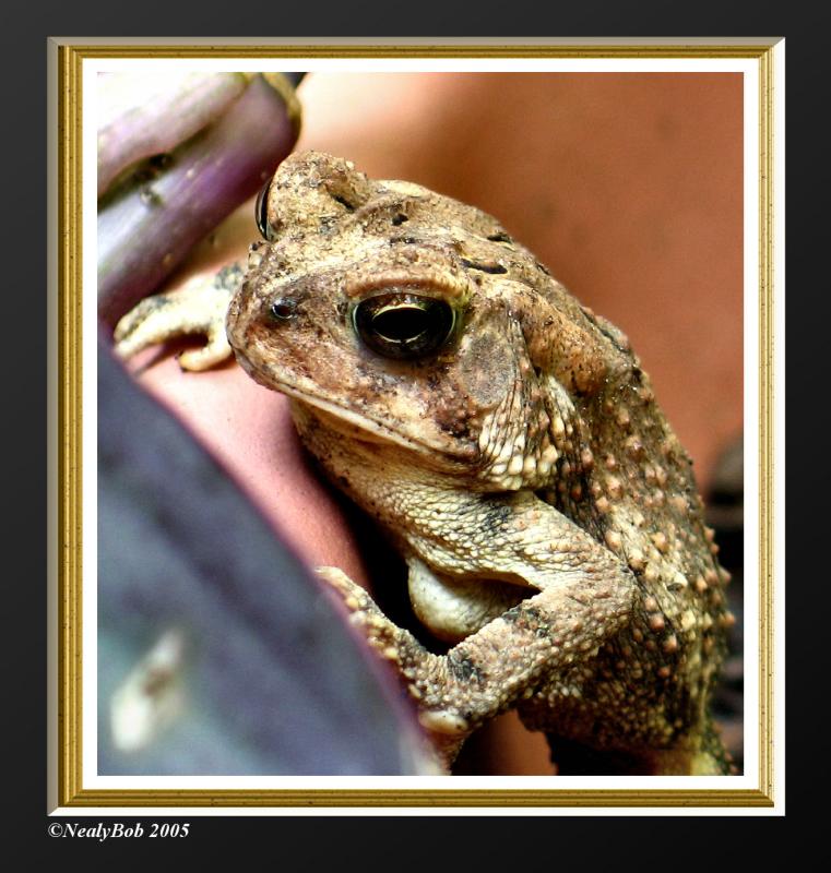 Toad September 11