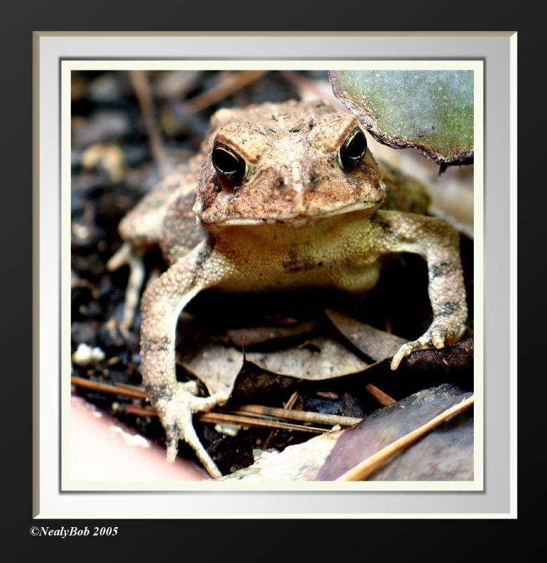 Toad