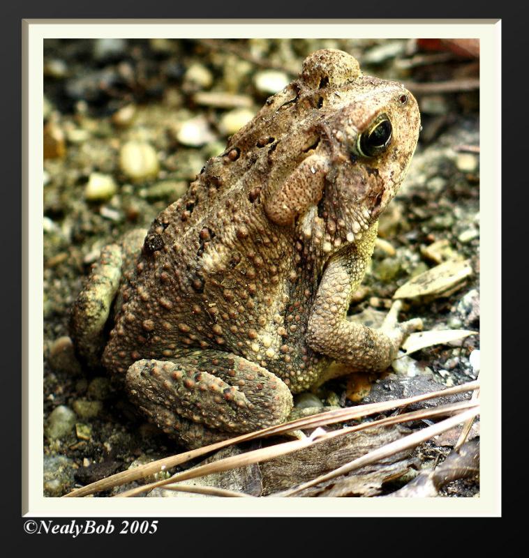 Tommy Toad