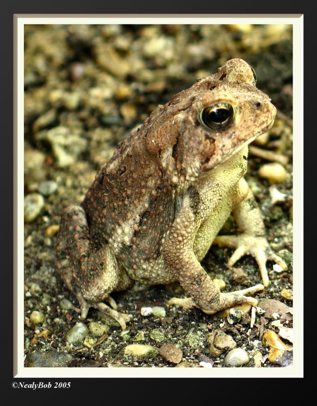 Toad Frog