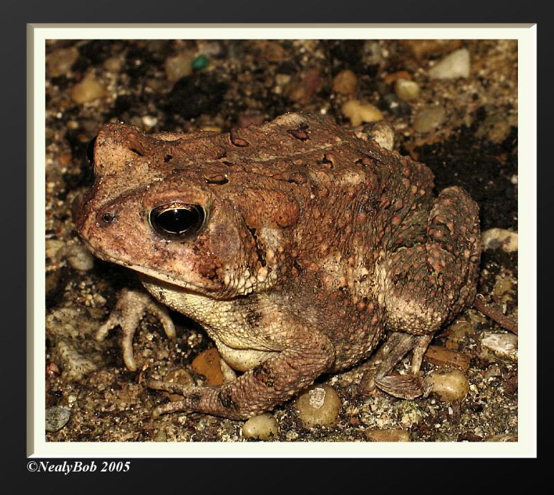 Toad