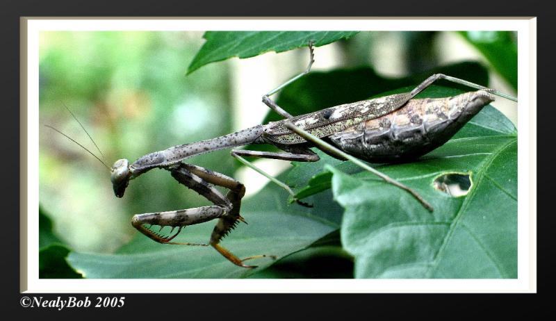 Praying Mantis September 12