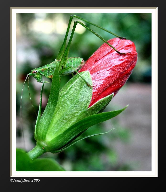 Grass Hopper September 14