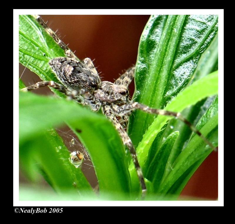 Creepy Spider *