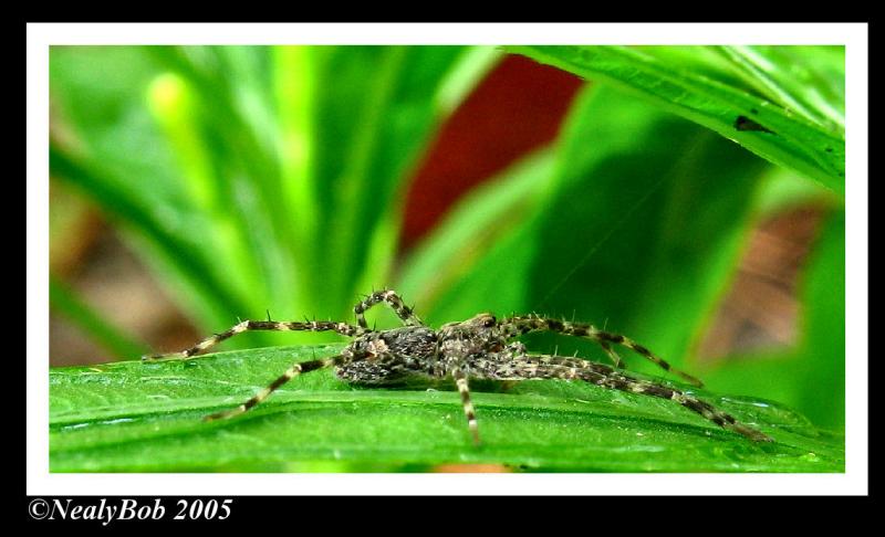 Spider