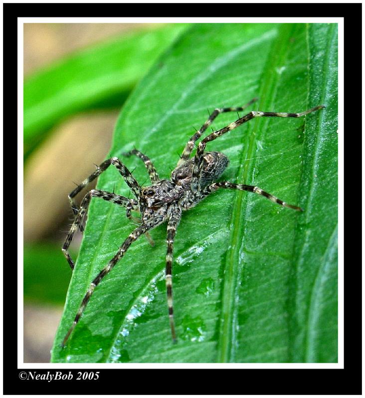 Spider *