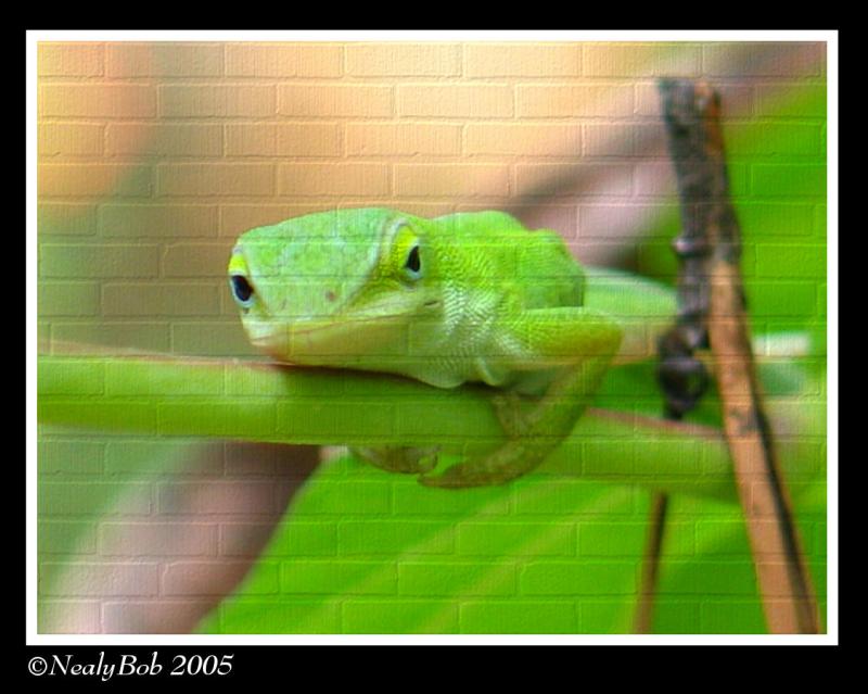 Lizard September 19