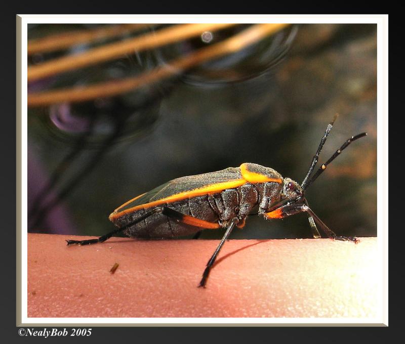 Bug Close-Up September 27