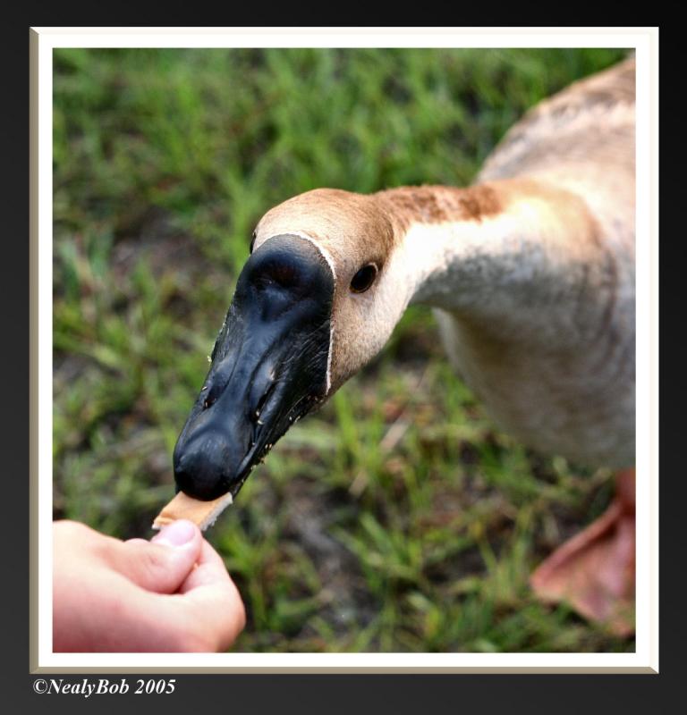 Goose