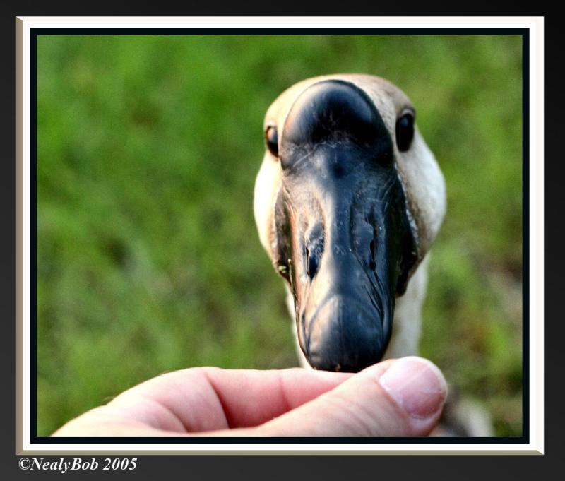 Goose