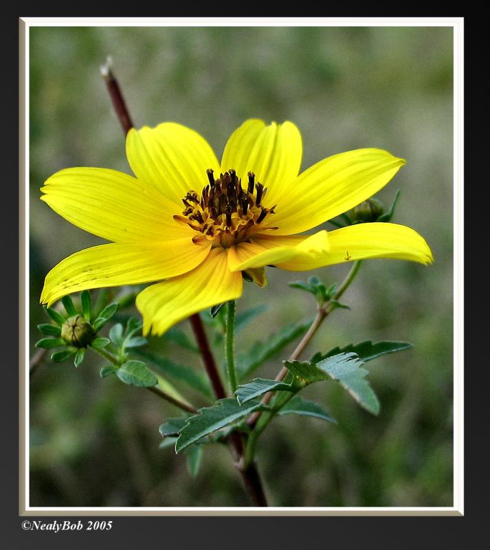Wild Flower