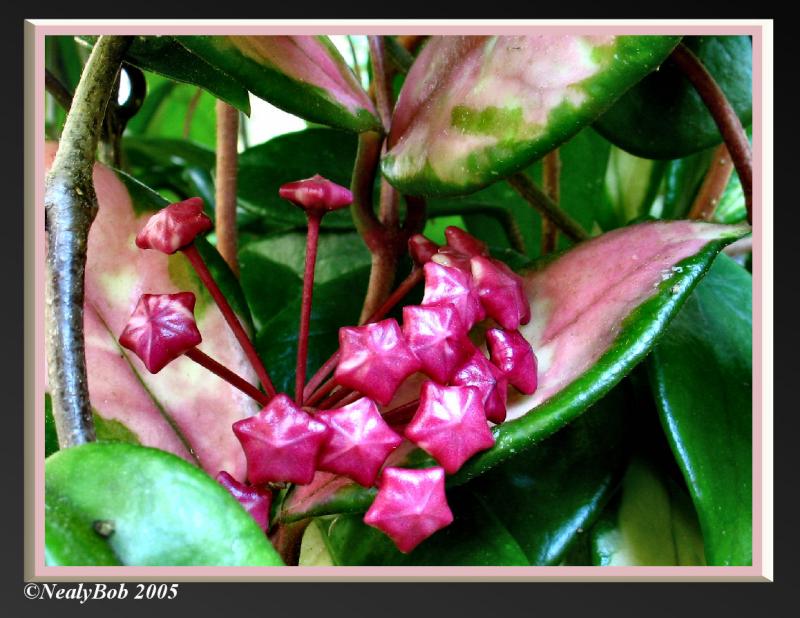 Hoya October 7