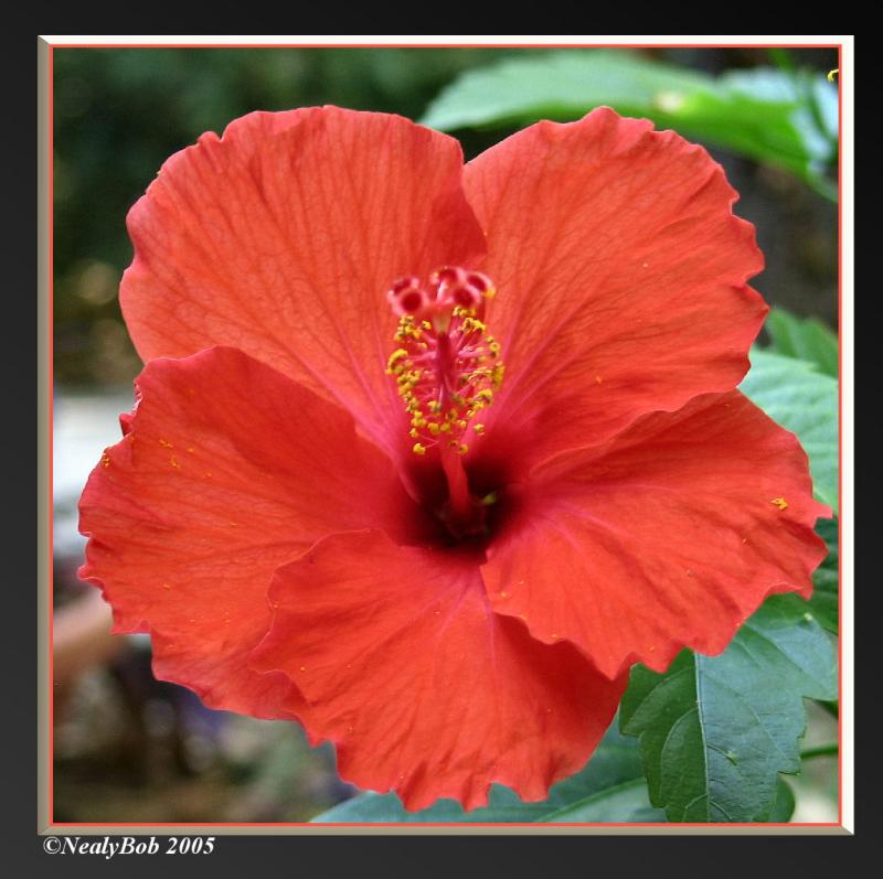Red Hibiscus October 8