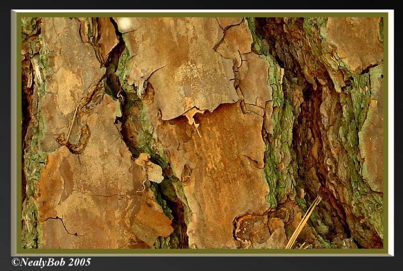 Pine Tree Bark October 9