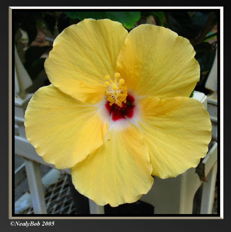 Hibiscus October 13