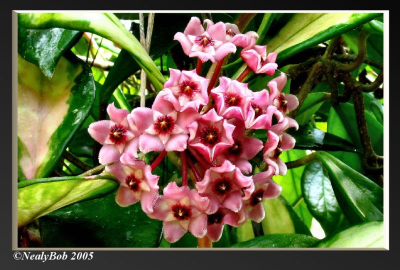 Hoya Bloom October 14