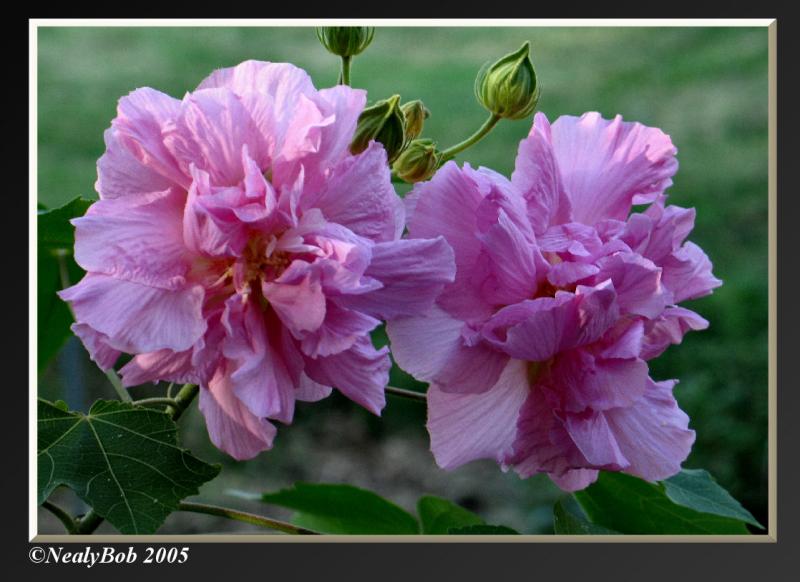 Mystery Bloom October 18