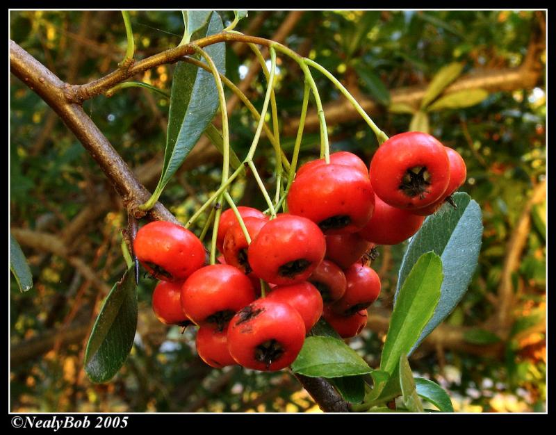 Pyracantha October 24