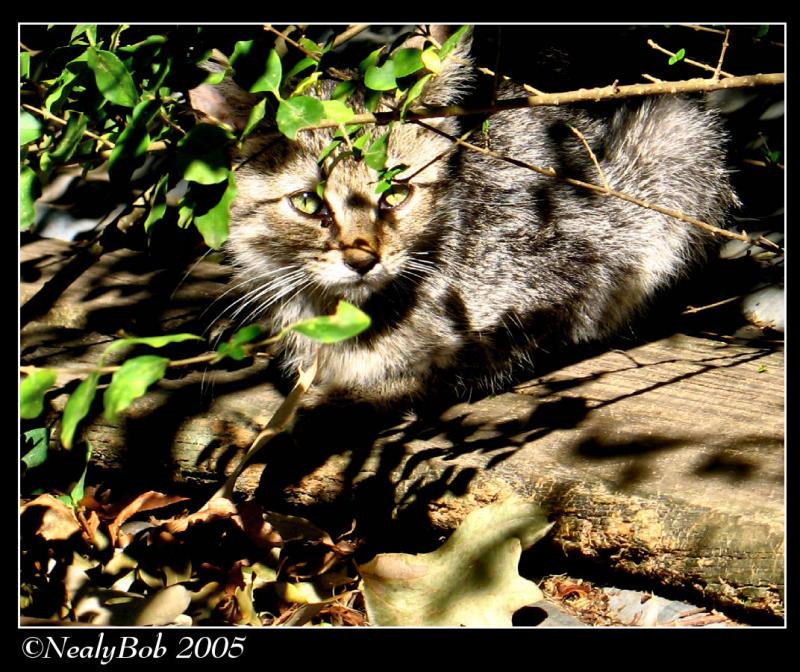 Scardy Cat