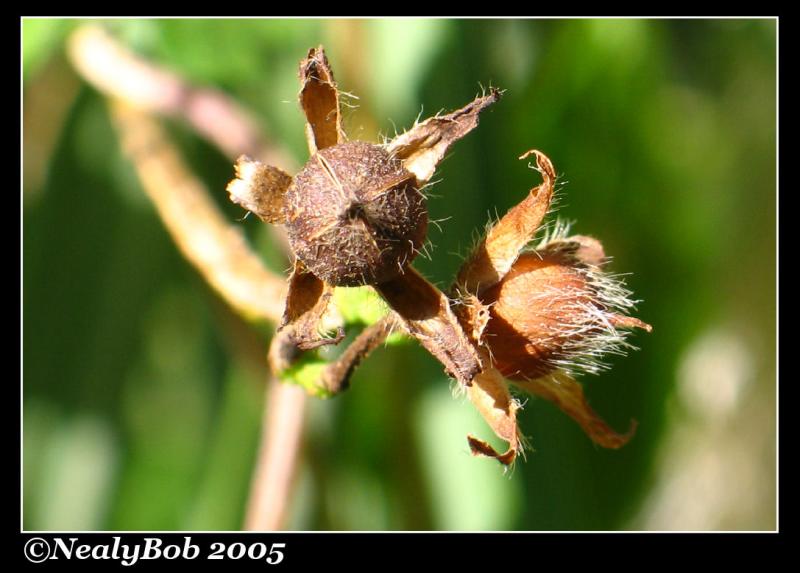 Morining Glory Seed Pods October 25