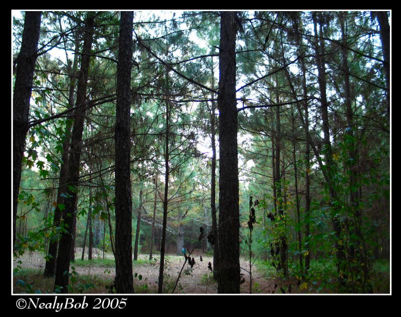 Early This Morning October 31