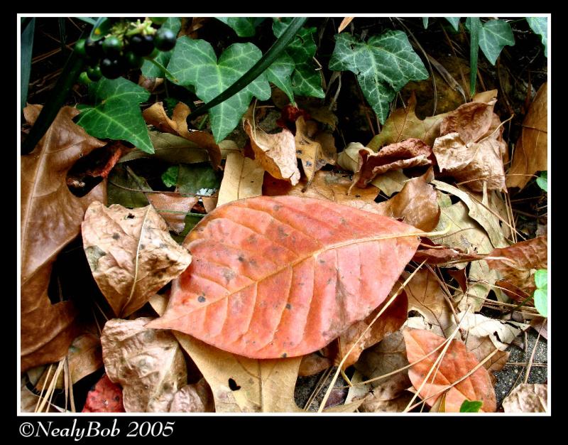 Fall Colors November 1