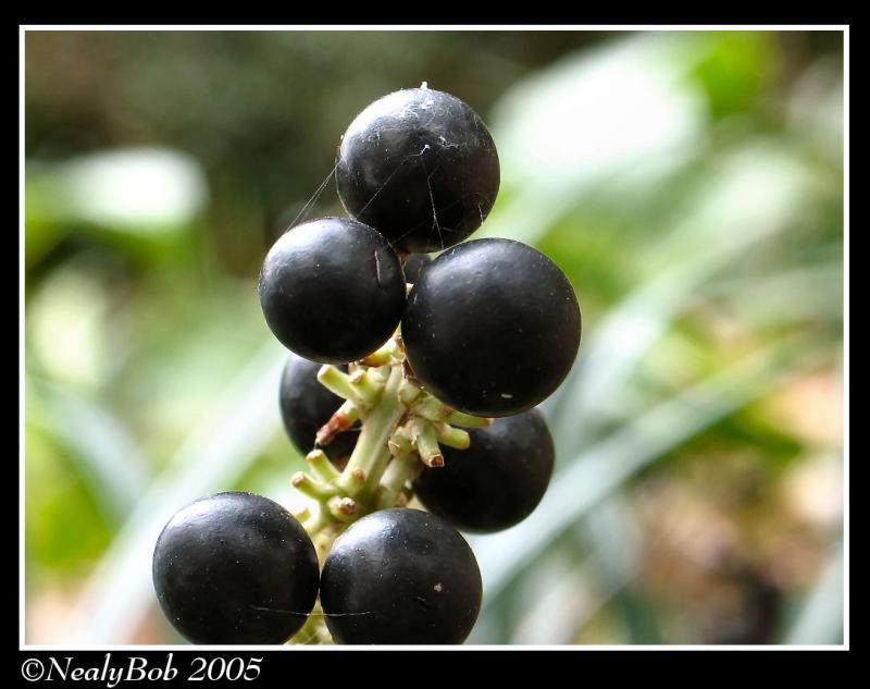 Monkey Grass Berries November 2