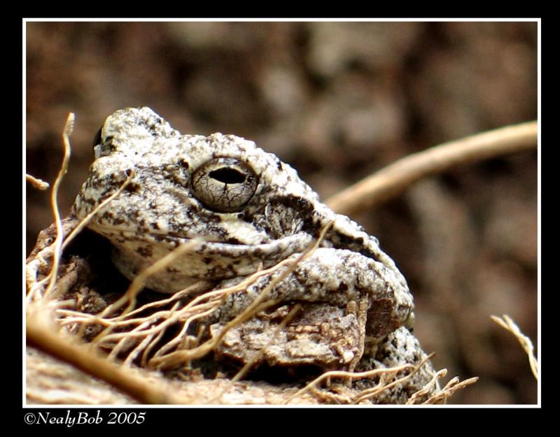 Tree Frog
