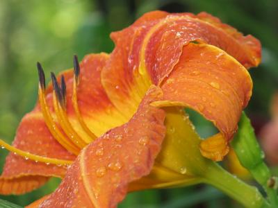 Day Lilly After The Rain *