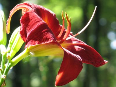 red daylily side1